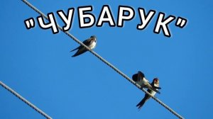«ЧУБАРУК»-ЛЕЗГИНСКАЯ ПЕСНЯ. Лезги мани Чубарук#подпишись #лезгинка #дагестан #кусары #кавказ