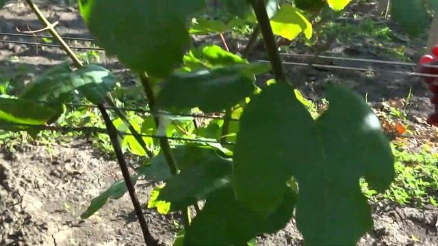 Полонез-50 и Гусар на 10 08 2019 г. смотреть онлайн