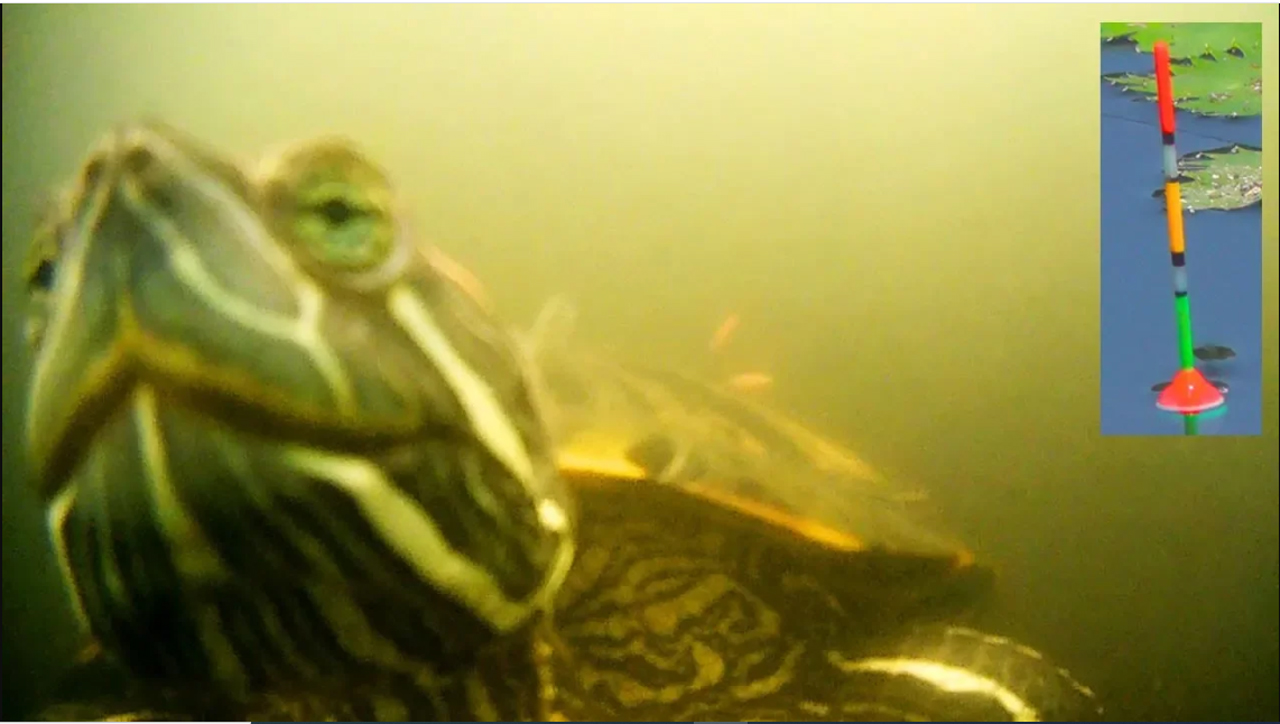 ПОЧЕМУ РЫБА НЕ ЛОВИЛАСЬ _! Черепахи не давали ловить рыбу. Fishing angeln Рыбалка- как вижу её Я смотреть онлайн