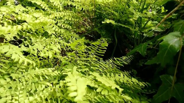 Adiantum pedatum 'Imbricatum' смотреть онлайн