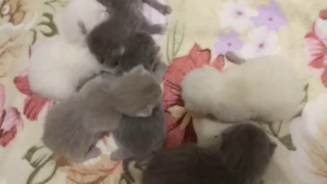 Шотландские котята. Первый помет нашей Симоны. 6 шт) смотреть онлайн