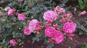 Роза Баронесса (Baronesse). Съемка 12 октября. #розы #розабаронесса