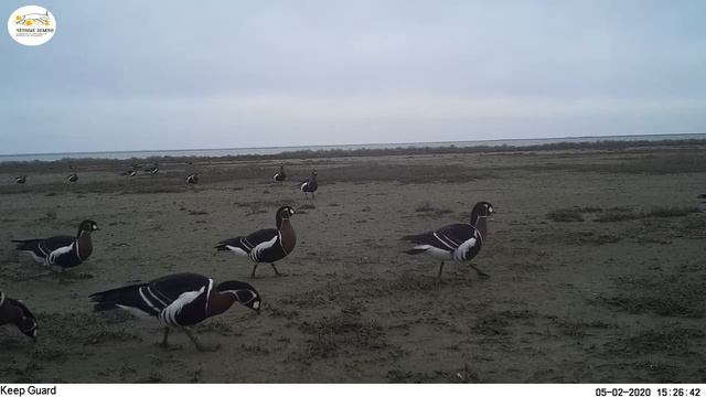 Приоткрывая заповедные двери... Казарки шумною толпою... смотреть онлайн