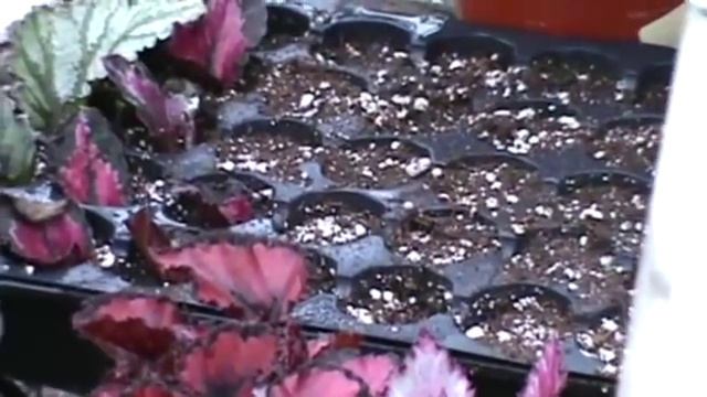Rex Begonia Propagation -The Plant Farm® смотреть онлайн