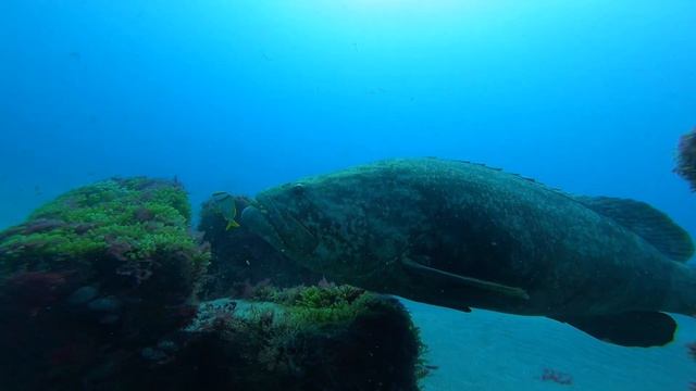 MASSIVE Goliath Grouper Aggregation!
