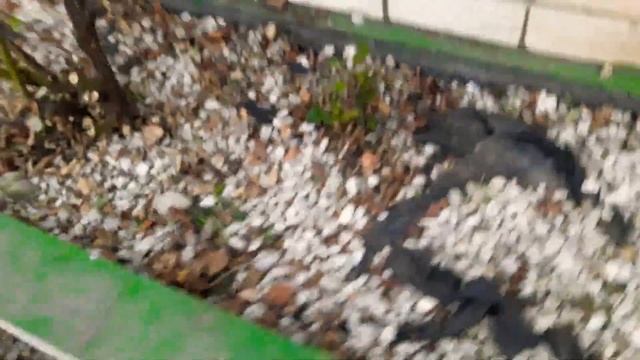 Привожу в порядок клумбы с розами 17 мая 2021 | flower beds with roses | dslt смотреть онлайн