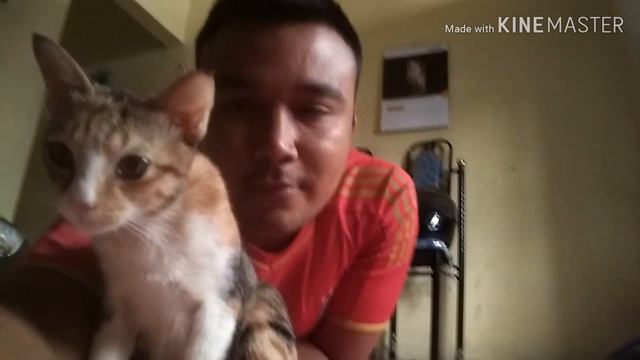 TINGKAH LUCU KUCING MANJA смотреть онлайн