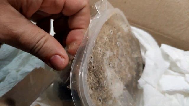 Возвращение блудного самца Tliltocatl schroederi домой. Посылка с пауком птицеедом. смотреть онлайн
