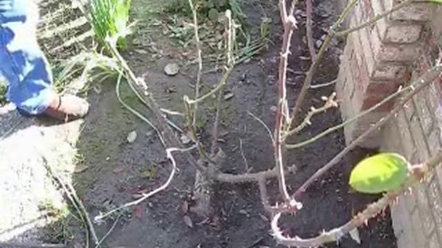 How To Prune Roses смотреть онлайн