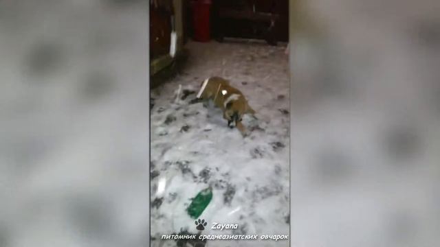 Первый снег среднеазиатской овчарки смотреть онлайн