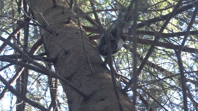 Наглая белка и осторожная сойка / An arrogant squirrel and a careful jay смотреть онлайн
