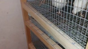 Освещение для перепелов.