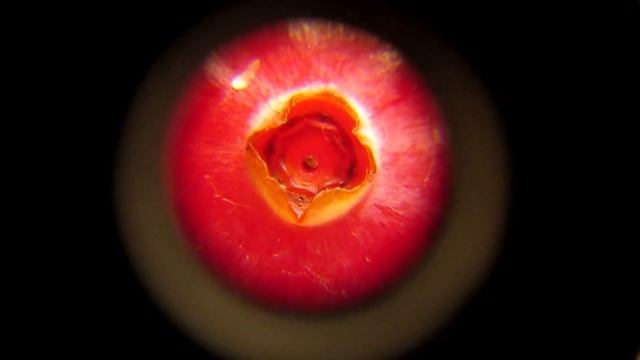 Как выглядит апельсин, клюква, банан в увеличительный прибор смотреть онлайн