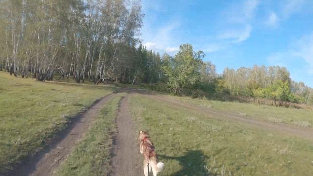 СБИЛИ НА ПЕРВОЙ ГОНКЕ | Так ли легко дается байкджоринг? смотреть онлайн