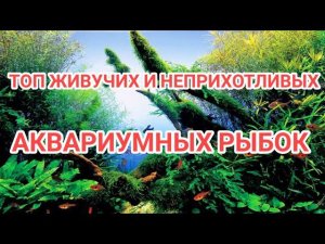 ТОП ЖИВУЧИХ И НЕПРИХОТЛИВЫХ АКВАРИУМНЫХ РЫБОК