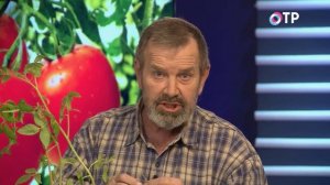 Прививка томатов на два корня сращиванием — аблактировка