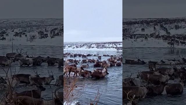 Стадо домашних северных оленей #тундра #север #стадооленей #shorts смотреть онлайн