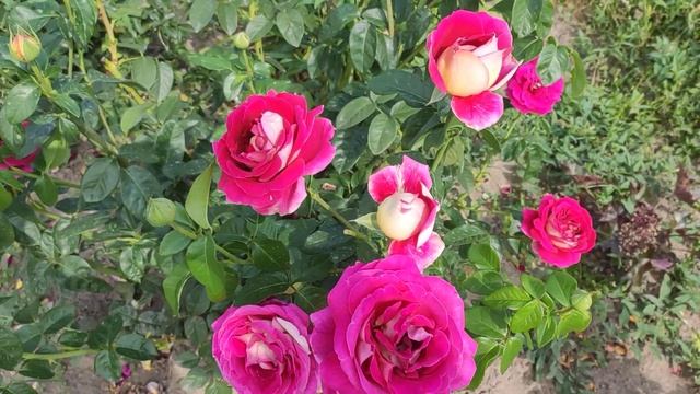 Любите розы смотреть онлайн