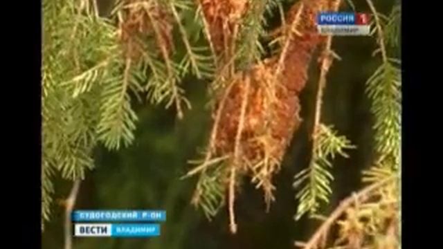 нашествие пилильщика ткача смотреть онлайн