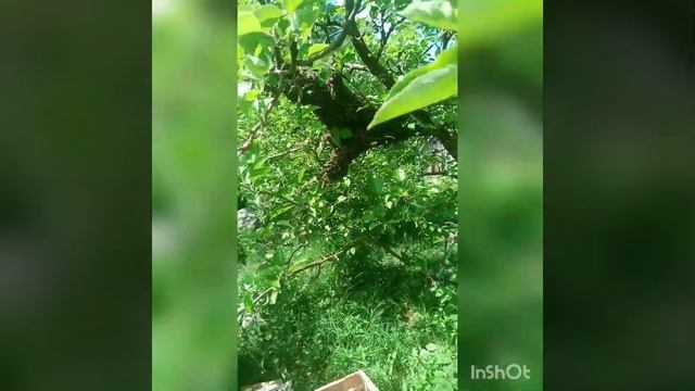 Колодное пчеловодство на даче. Выход роя из улей-колода. смотреть онлайн