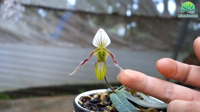 Hoa LAN HÀI CẢNH | Paphiopedilum canhii | Hương Rừng Xanh