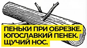 Оставляю пеньки при обрезке. Югославский пенек или щучий нос. Зачем нужна такая обрезка деревьев