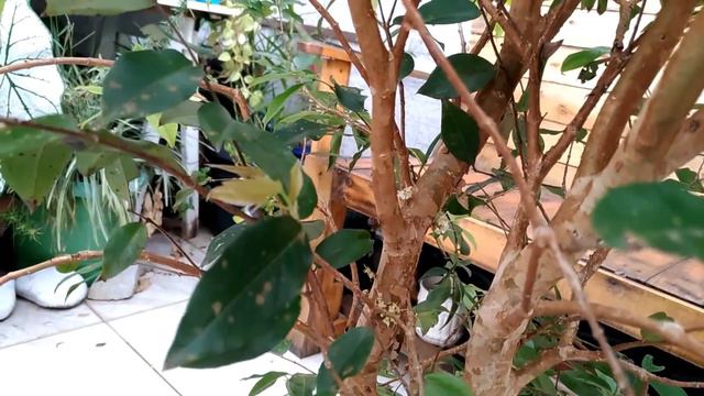 Novidades: Mini Cattleya, Murta com flores e Jabuticabeira смотреть онлайн