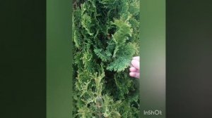 самая узкая из высоких,  туя западная Дегрут спайр.И её саженцы