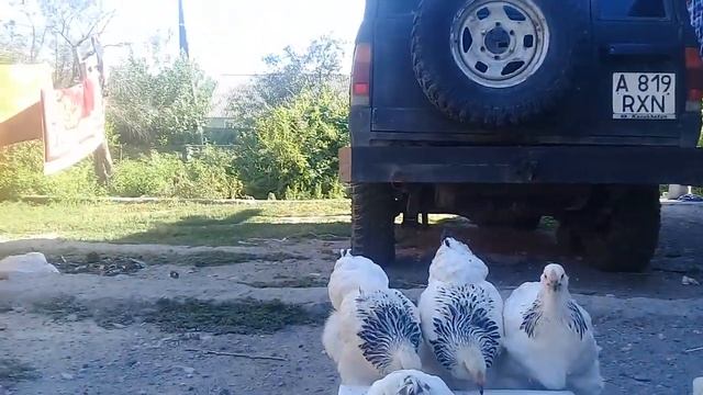 Светлый брама сатылымда смотреть онлайн