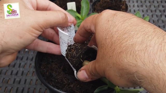 Você conhece a ADENIUM ARABIBUM BLACK HAWK preparamos um vídeo para lhe apresentar esta maravilha смотреть онлайн