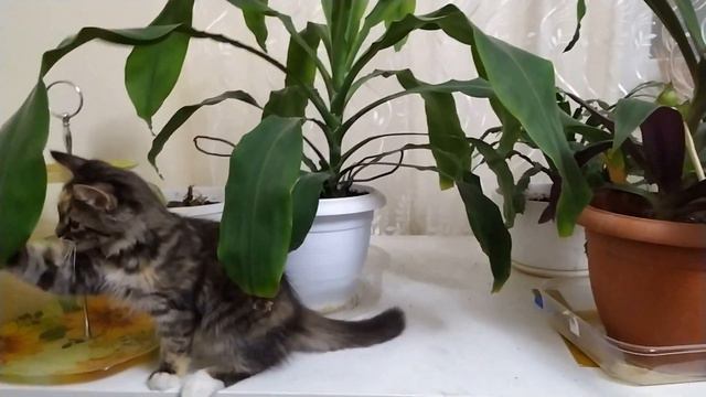 Games with flowers) Игры с цветами смотреть онлайн