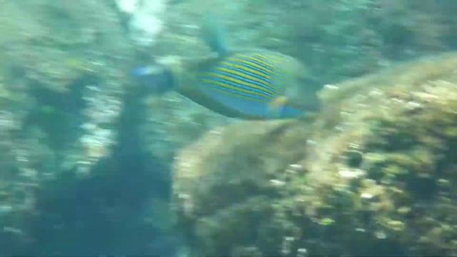 Хирург полосатый (пижамный, Acanthurus lineatus) смотреть онлайн
