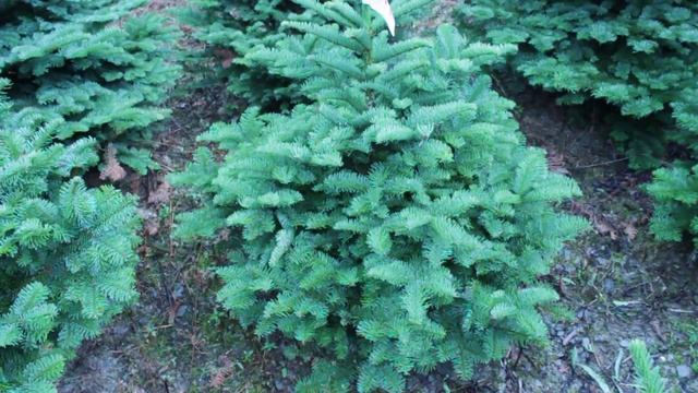 16 577 Пихта Нобилис срезанная 0.75 – 1.00 м. смотреть онлайн