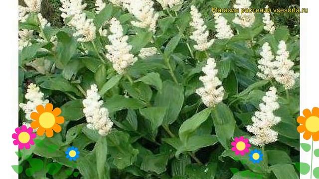 Смилацина кистистая. Краткий обзор, описание характеристик, где купить саженцы smilacina racemosa смотреть онлайн