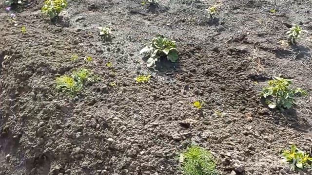 Что мне подарила соседка по даче ?!Котик скушал мышку /Беда с огурцами смотреть онлайн