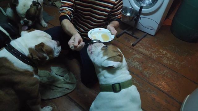 Американский бульдог/ Мёд как витамины для бульдогов.American Bulldog/Honey as Vitamins for Bulldog смотреть онлайн