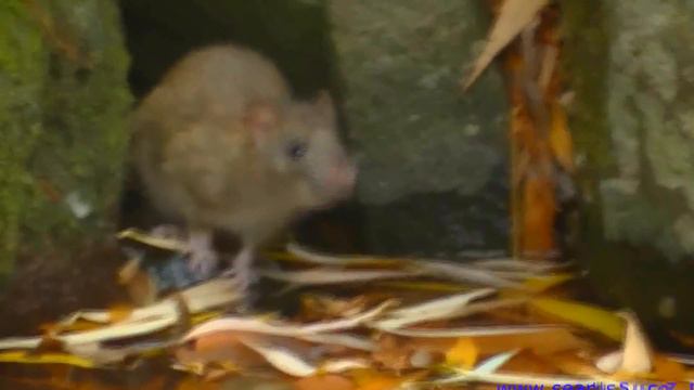 Крыса водолаз в озере. Воронцовский парк Алупка смотреть онлайн