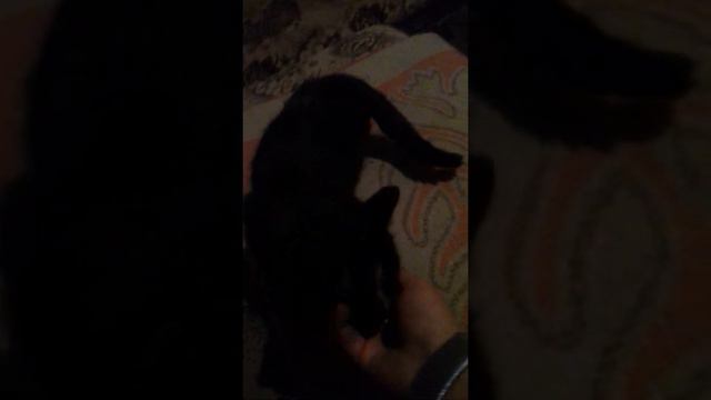 Моя кошка просит кота смотреть онлайн