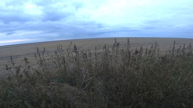 Северная утка прет дуром-садится прям в чучела! Нашел уток в поле и пошло! Охота на утку 2021 Охота смотреть онлайн