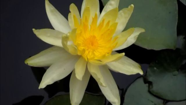 Duas bonitas flores / Deux belles fleurs: A Passiflora e o Nenúfar, la Passiflore et le Nénuphar. смотреть онлайн