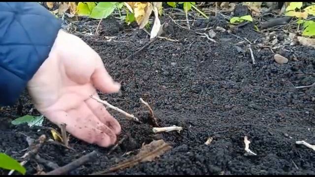 осеннее укоренение черенков барбариса и рибеса смотреть онлайн