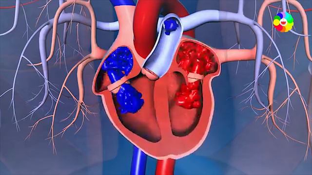 How Human Heart Work ? Human Heart || ☆Biology☆