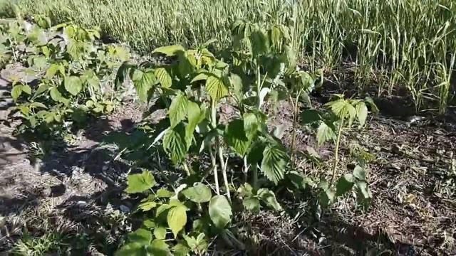 НАША РЕМОНТАНТНАЯ МАЛИНА. МАЛИНОВАЯ РАДОСТЬ! смотреть онлайн