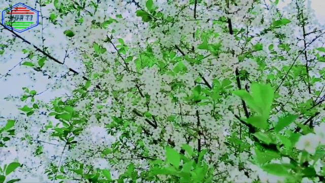 копя.нашид дар васфи модар кори амирхамза смотреть онлайн