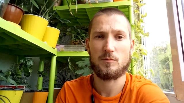 Полив цитрусов. Как правильно поливать различные цитрусовые растения смотреть онлайн