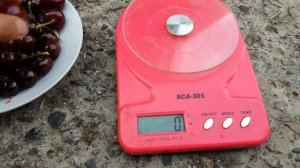 Вишня Шпанка