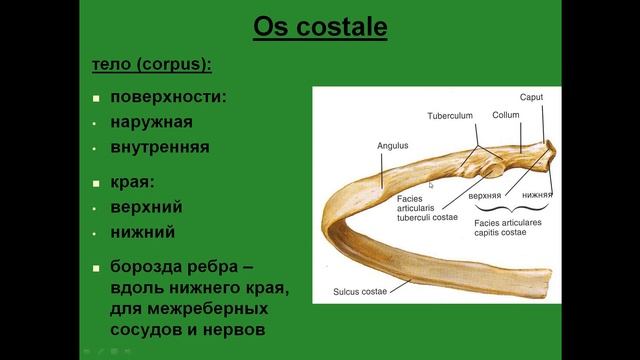Ребра. Особенности строения.