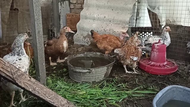 Дача, неделю живём в городе, выгуливаю утят и кур, всё повыростали ? #утята#цыплята#куры смотреть онлайн