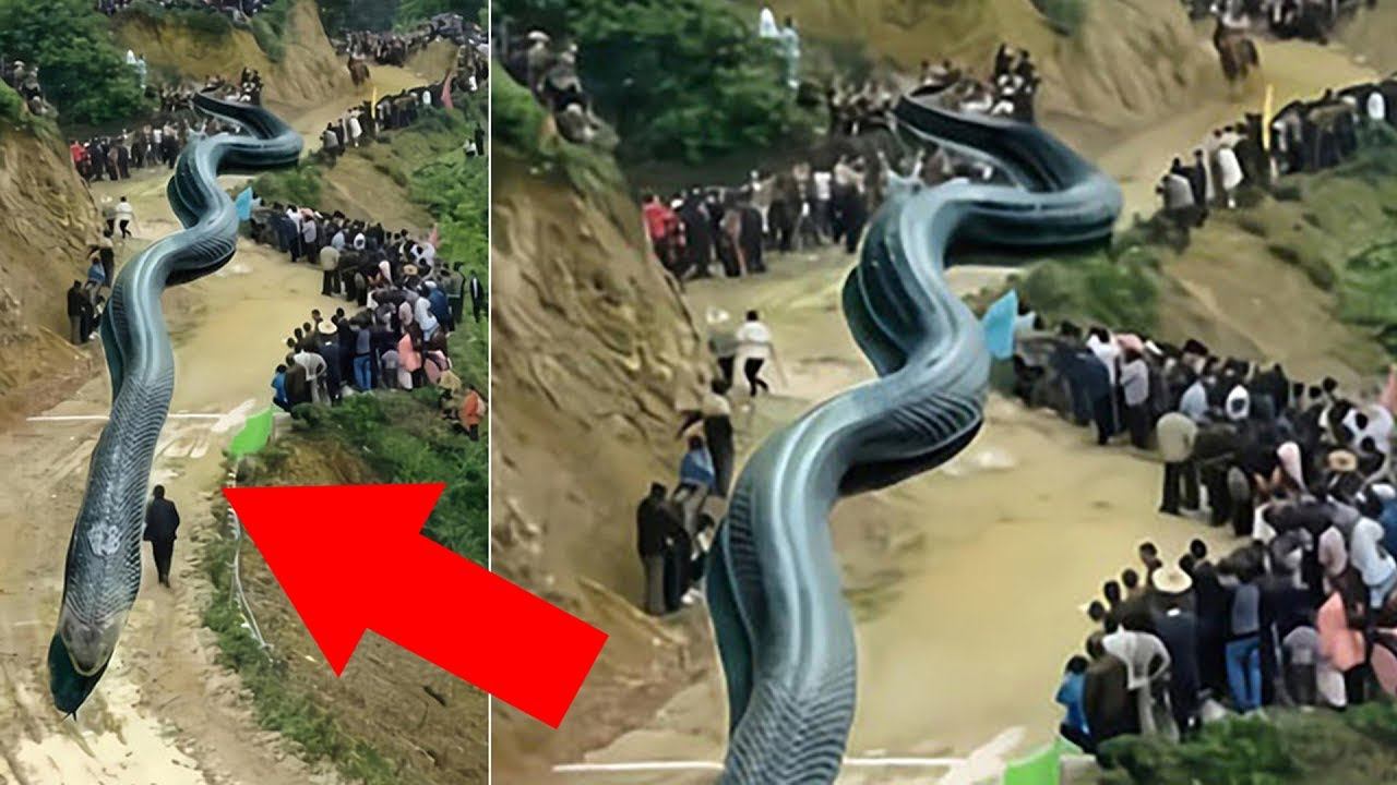 9 Самых Больших ЗМЕЙ в Мире смотреть онлайн