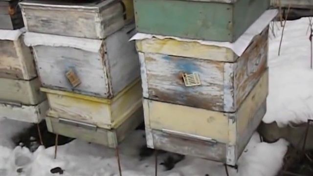 зимовка пчел на воле - в какую сторону света лучше направлять леток улья при зимовке пчел на воле